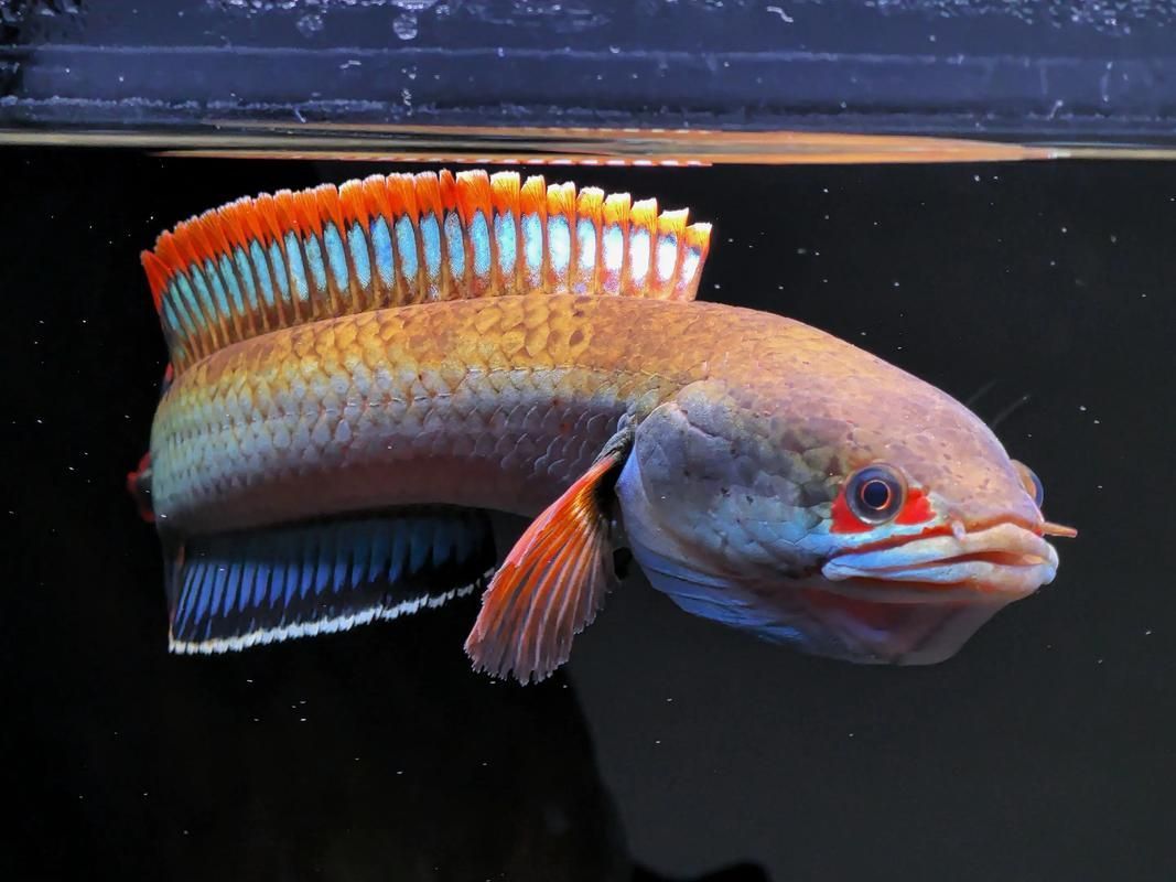 給我一些雷龍魚的高清大圖，水族界的狗狗——雷龍魚