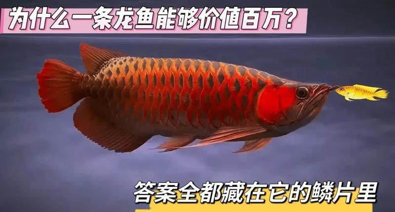 如何區分食用龍魚和觀賞龍魚？，如何區分龍魚和觀賞龍魚和觀賞龍魚和觀賞龍魚的區分指南