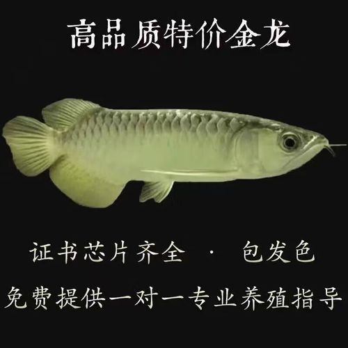 紅金龍魚多少錢一只，紅金龍魚多少錢一只調用工具百度優選紅金龍魚多少錢一只
