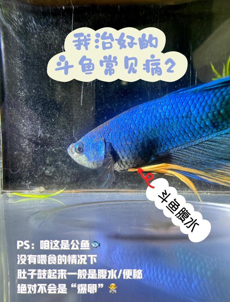 有哪些魚類容易患腹水，哪些魚容易患腹水病