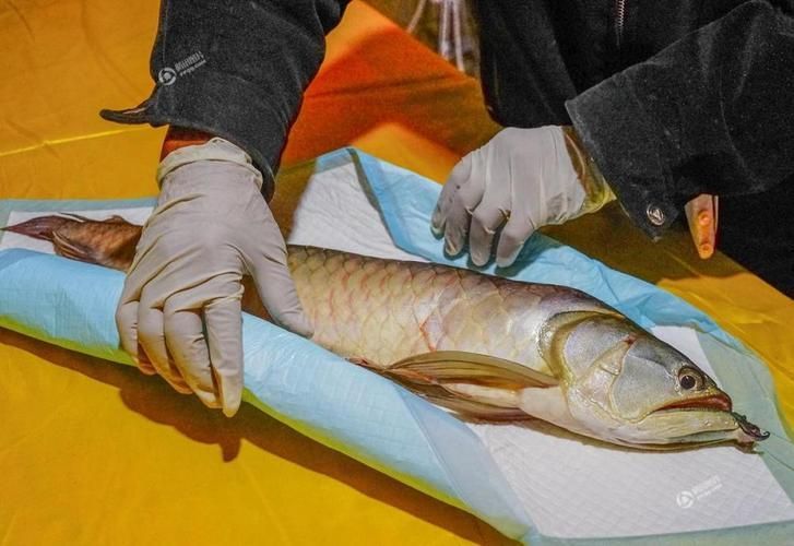 龍魚病死對主人好嗎有哪些具體案例，龍魚死亡對主人好嗎，龍魚病死對主人好嗎