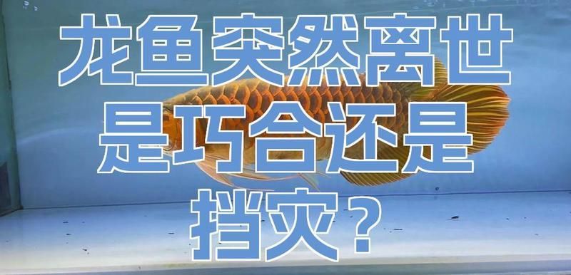 龍魚病死對主人好嗎有哪些具體案例，龍魚死亡對主人好嗎，龍魚病死對主人好嗎