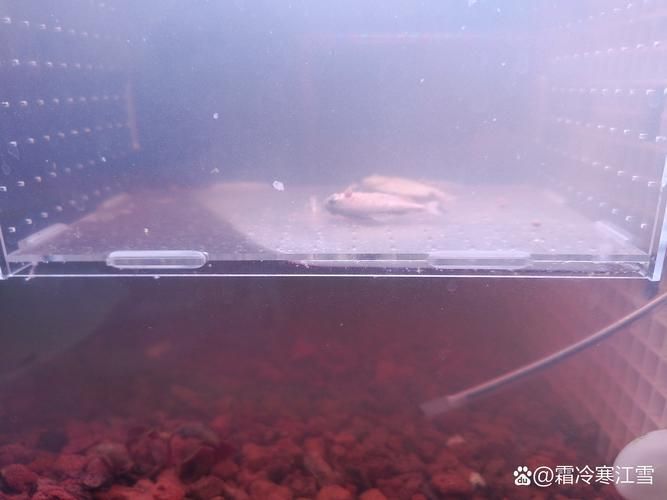 龍魚病死對主人好嗎有哪些具體案例，龍魚死亡對主人好嗎，龍魚病死對主人好嗎