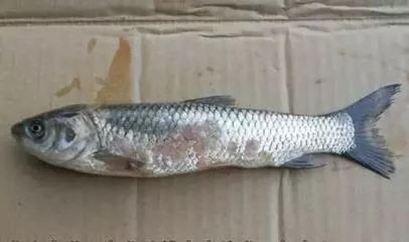 如何判斷龍魚是否因細(xì)菌感染導(dǎo)致翹鱗？，如何判斷龍魚是否因細(xì)菌感染導(dǎo)致翹鱗是否因細(xì)菌感染