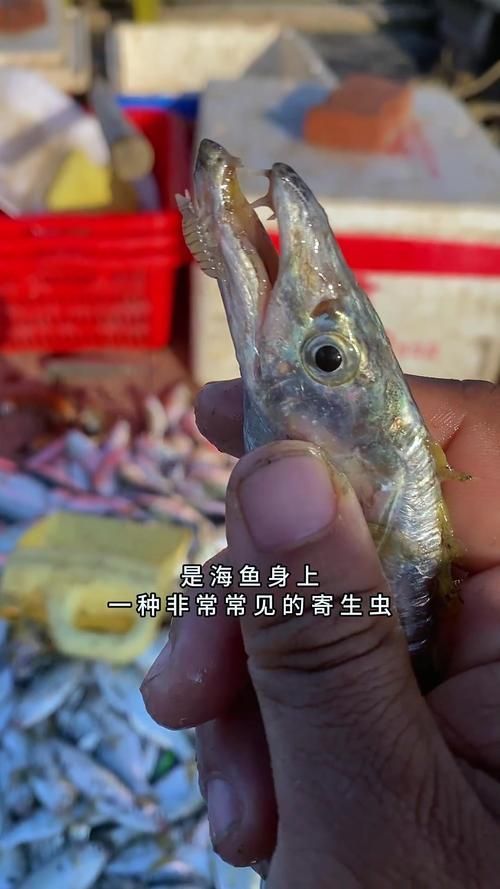 有沒有更多種類的魚虱圖片，如何區分不同種類的魚虱