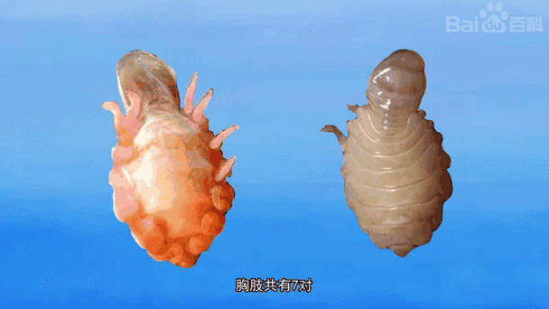 有沒有更多種類的魚虱圖片，如何區分不同種類的魚虱