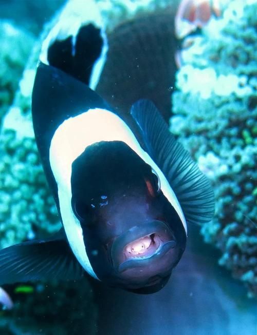 有沒有更多種類的魚虱圖片，如何區分不同種類的魚虱