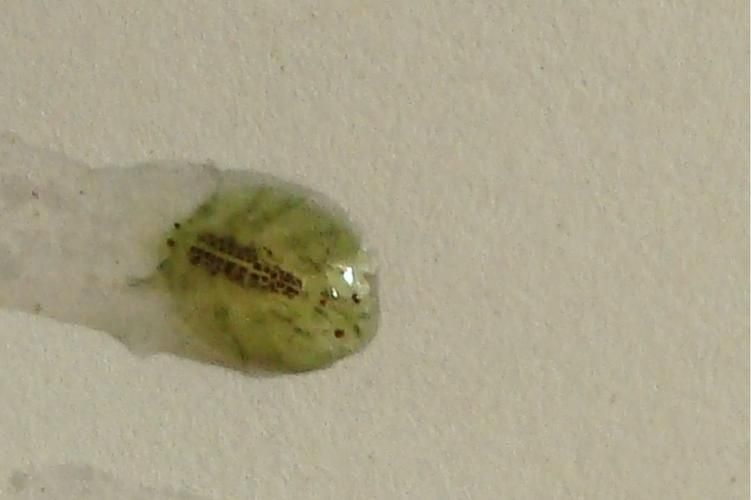 有沒有更多種類的魚虱圖片，如何區分不同種類的魚虱