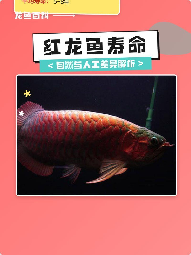 紅龍魚壽命一般多長，紅龍魚的壽命一般多長
