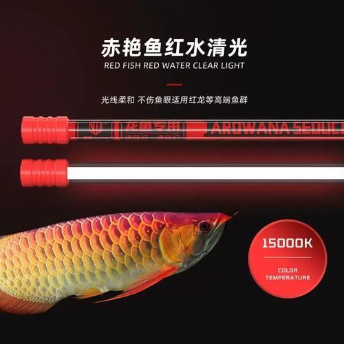 給我推薦幾款適合金龍的龍魚燈，金龍魚燈哪款好用性價比pk桃子有趣的lifestyle