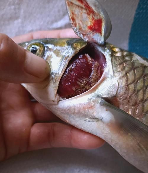 有哪些常見的魚病治療方法，關于魚病治療