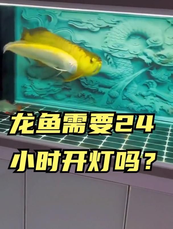 龍魚晚上不開燈會有什么后果？，龍魚晚上不開燈會有什么后果,