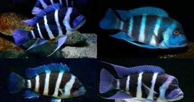 伊巴卡魚，伊巴卡魚是什么魚？