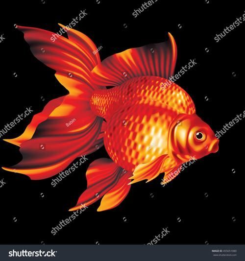伊巴卡魚，伊巴卡魚是什么魚？
