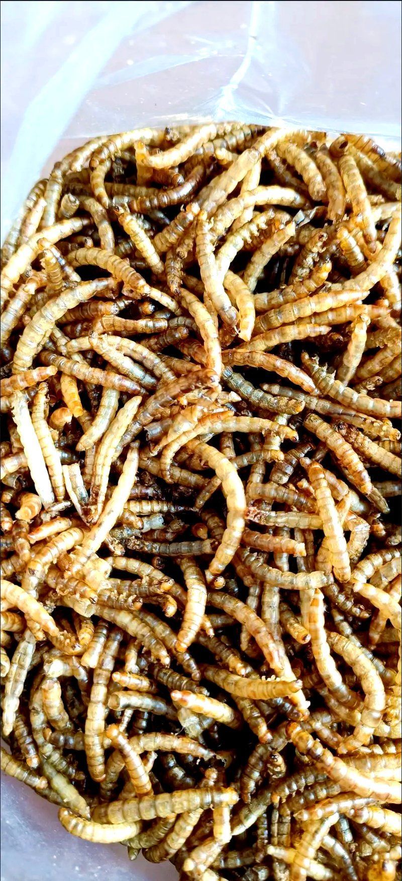 如何正確喂食龍魚面包蟲干，如何正確喂食龍魚面包蟲干，面包蟲干的處理方法有哪些