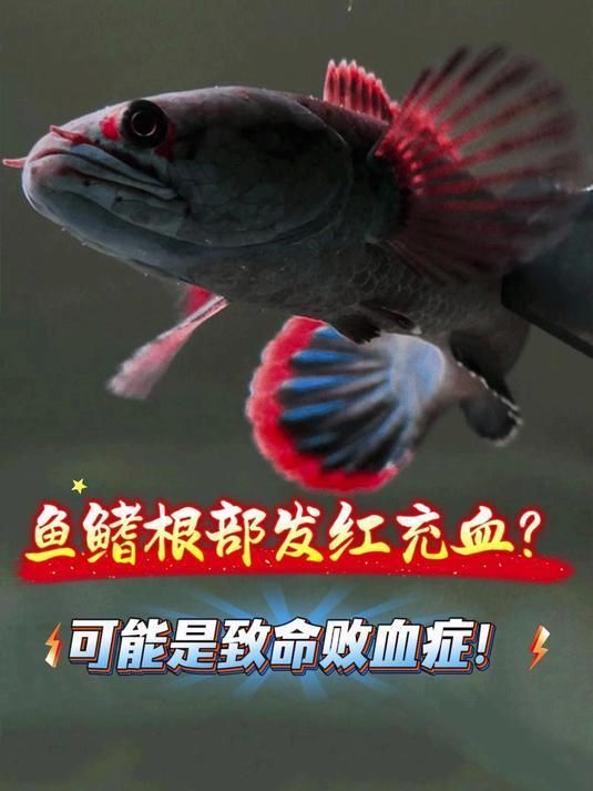魚鰭根充血發(fā)紅死亡，如何判斷魚鰭根部充血是否嚴重？