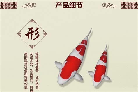 大正錦鯉魚，以白底襯紅色之美的錦鯉品系，大正錦鯉品種中的經(jīng)典之作