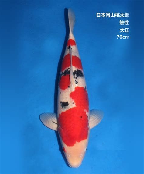 大正錦鯉魚，以白底襯紅色之美的錦鯉品系，大正錦鯉品種中的經(jīng)典之作