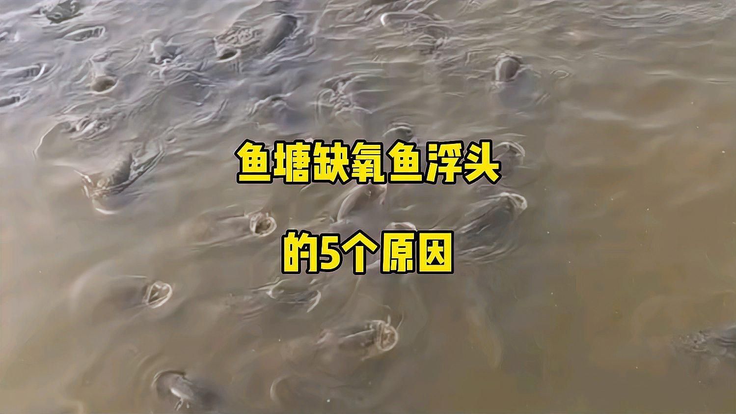 魚浮頭后一般多久會死，魚浮頭后一般多久會死魚浮頭后是否會死亡以及死亡時間的長短