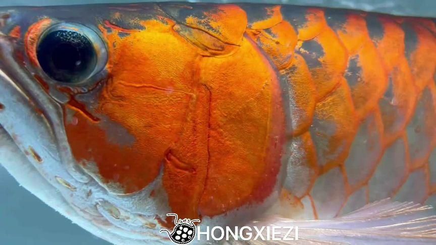 除了上述品牌，還有哪些龍魚品牌？，海洋之寶、海洋之寶、輝煌龍魚、海洋之寶、海洋之寶、海洋之寶