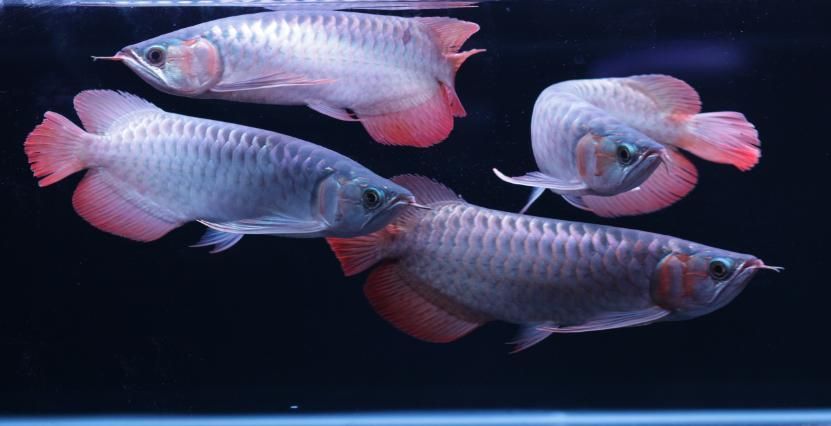 除了上述品牌，還有哪些龍魚品牌？，海洋之寶、海洋之寶、輝煌龍魚、海洋之寶、海洋之寶、海洋之寶