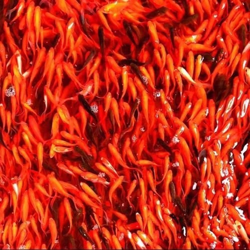 詳解草金魚的飼養(yǎng)方法