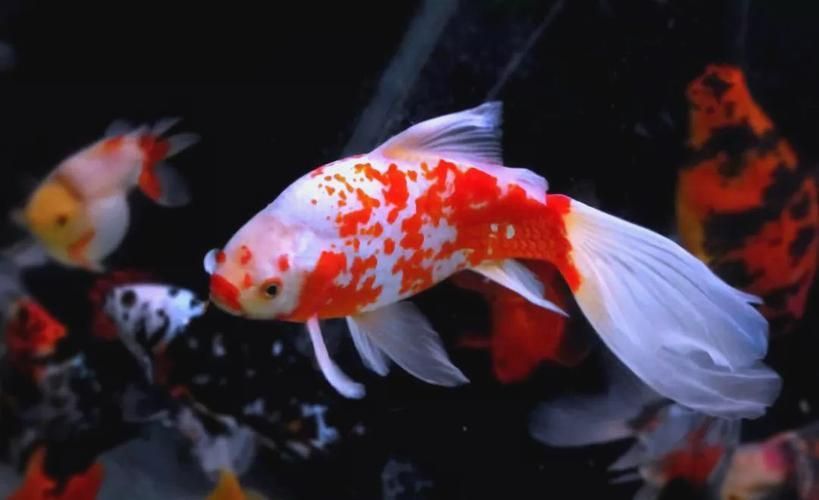 詳解草金魚的飼養(yǎng)方法