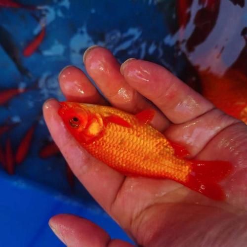 詳解草金魚的飼養(yǎng)方法