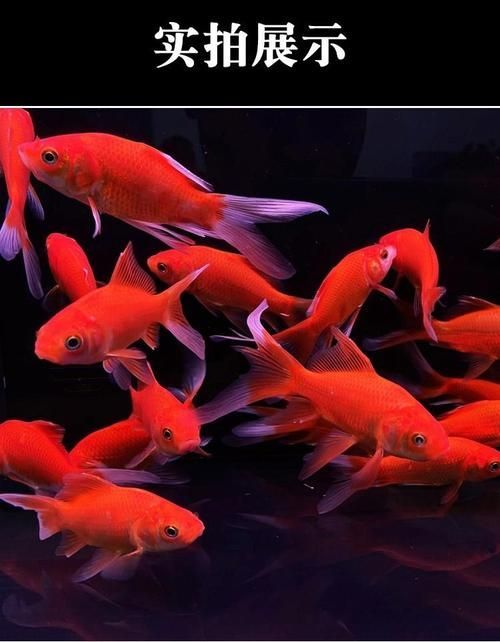 詳解草金魚的飼養(yǎng)方法