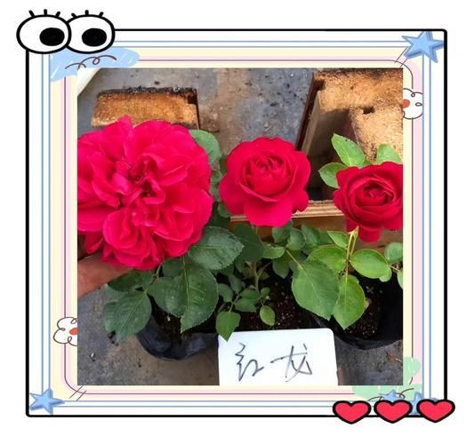 給我一些紅龍月季的圖片