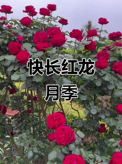 給我一些紅龍月季的圖片
