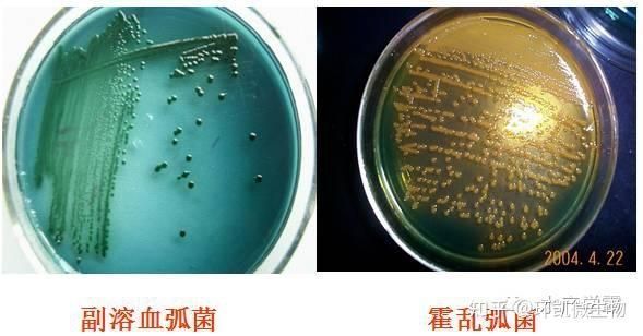 如何檢測魚缸水中的致病細菌