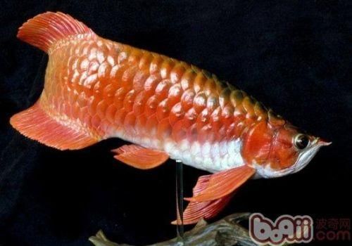 游龍魚和龍斑魚哪個更適合飼養,游龍魚和龍斑魚哪個更適合家庭飼養思考——