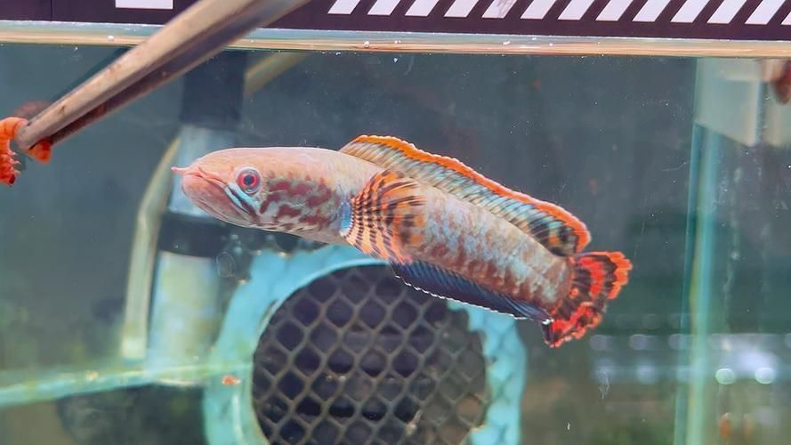 如何區分野生和養殖雷龍魚