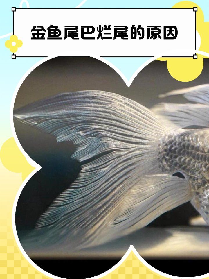 金魚爛尾后如何護理，金魚爛尾后如何護理,金魚爛尾快速治療方法