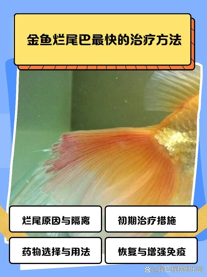 金魚爛尾后如何護理，金魚爛尾后如何護理,金魚爛尾快速治療方法