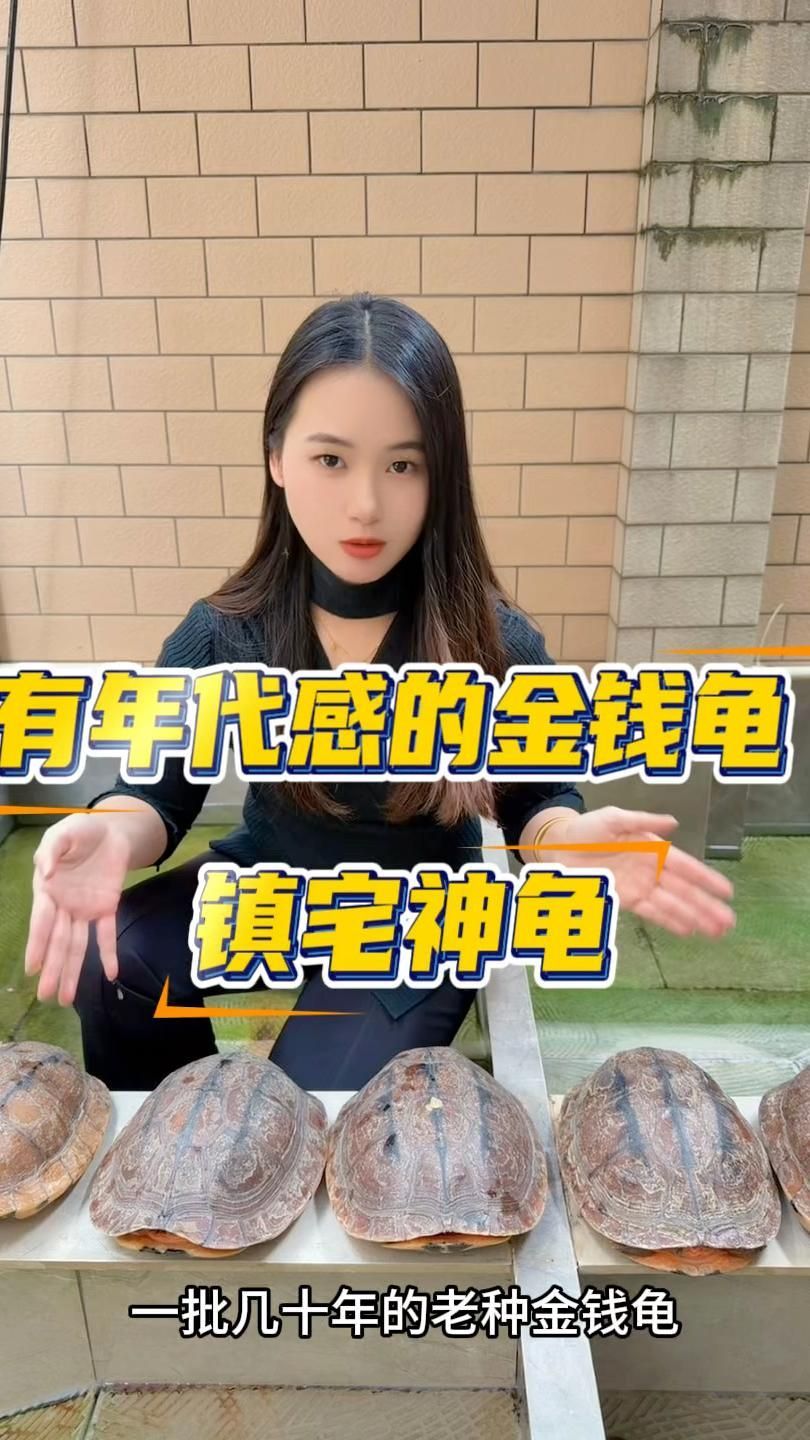 鎮宅龜的飼養方法，鎮宅龜怎么養？