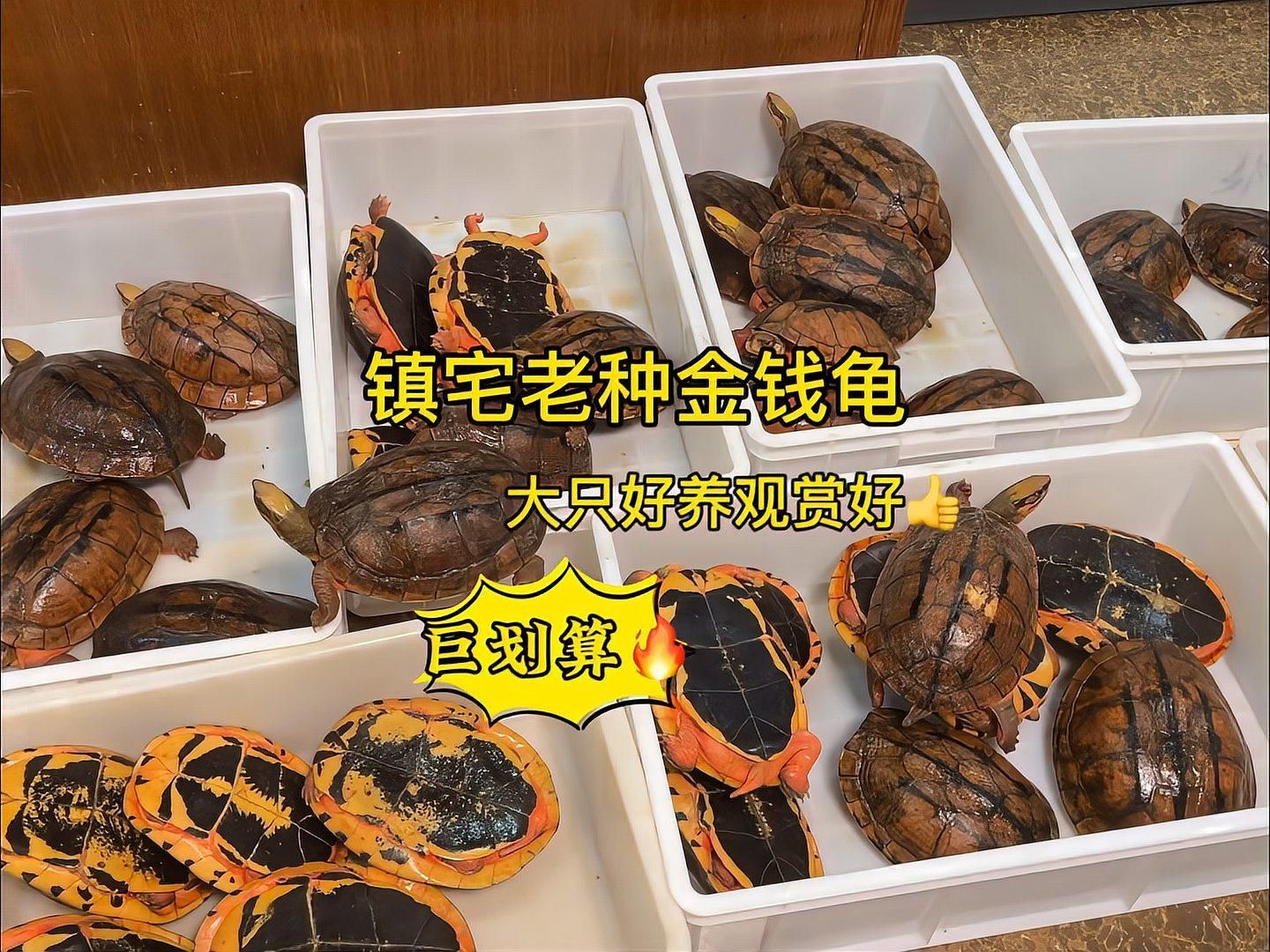 鎮宅龜的飼養方法，鎮宅龜怎么養？
