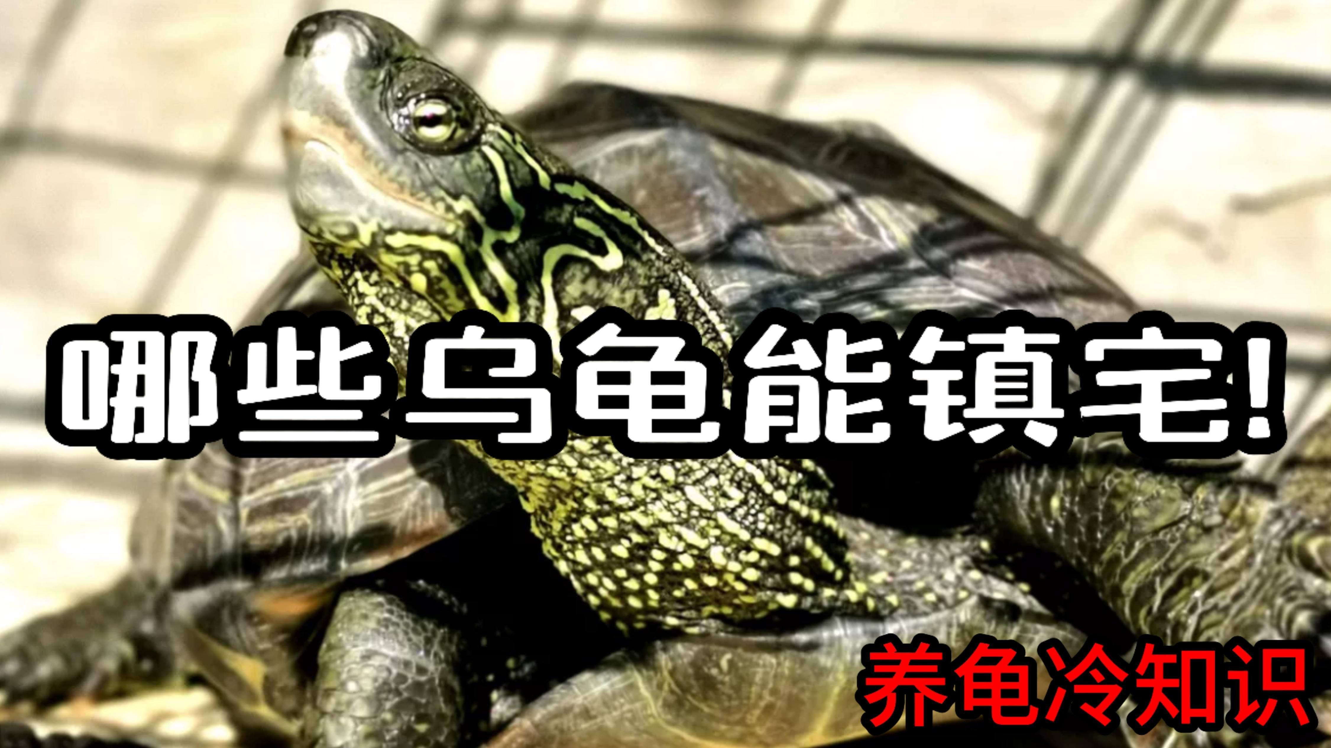 鎮宅龜的飼養方法，鎮宅龜怎么養？