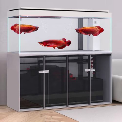 哪些品牌的龍魚缸值得推薦？，哪些龍魚缸值得推薦？
