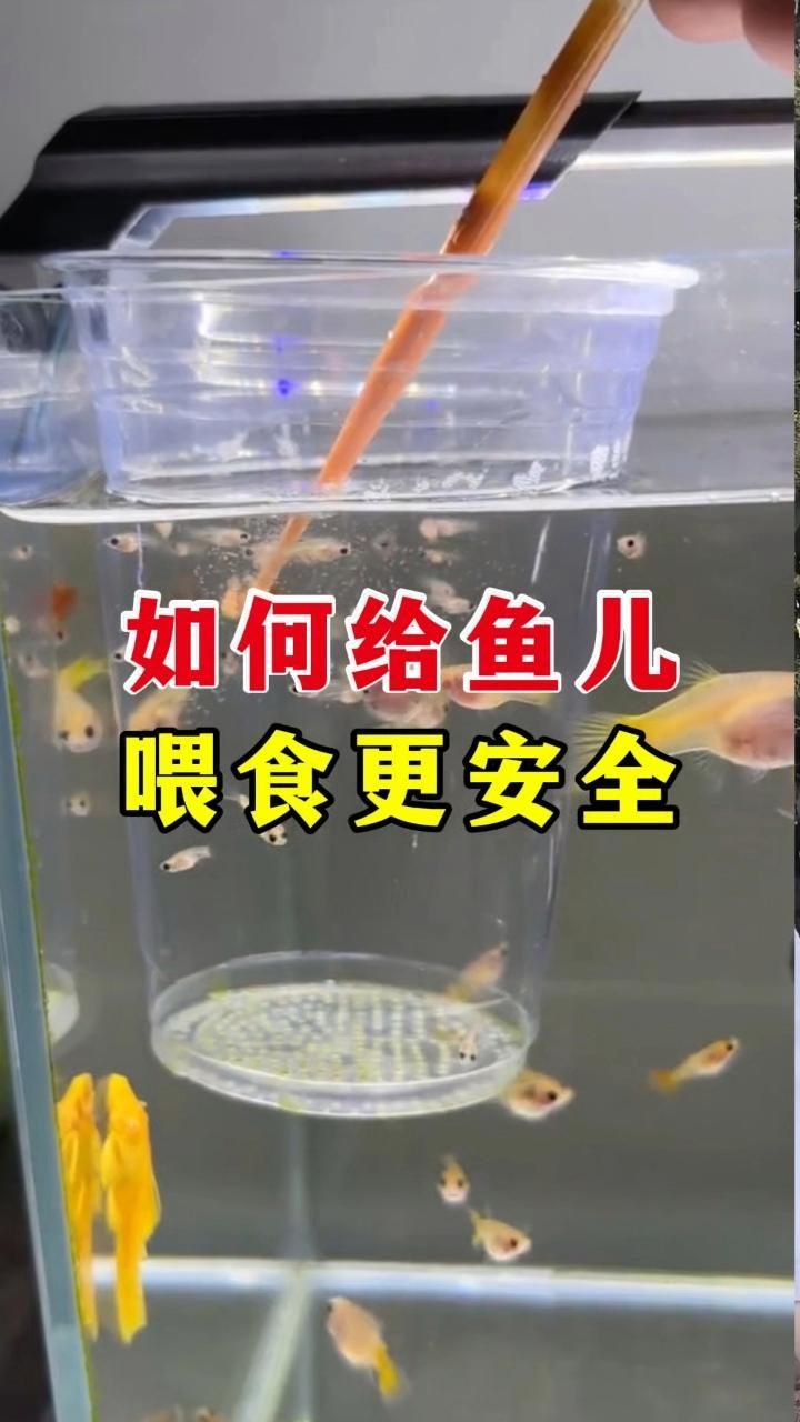 龍魚喂活食有哪些注意事項，龍魚喂活食有哪些注意事項龍魚喂活食有哪些注意事項