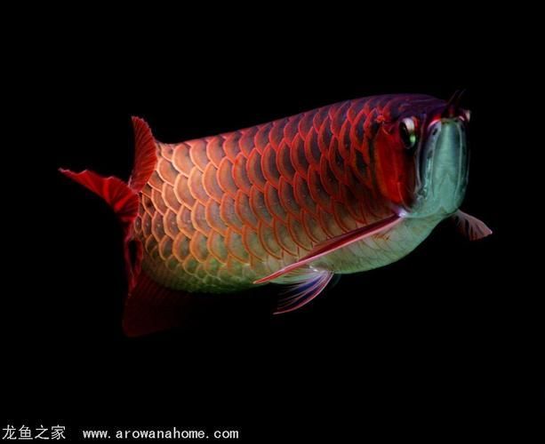 能否提供更多新興龍魚的圖片，新興龍魚養殖與鑒賞領域中的“新興”趨勢的龍魚類型詳解