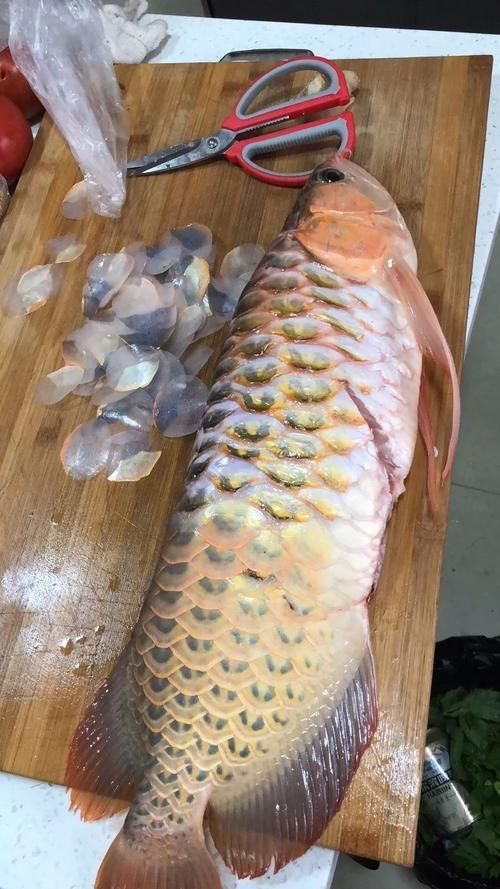 如何判斷龍魚是否需要忌食？，——權威飼養指南詳解如何判斷龍魚是否需要忌食
