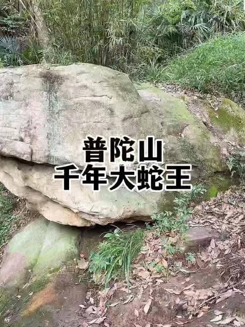 能否提供蛇王揉肚子的圖片或視頻