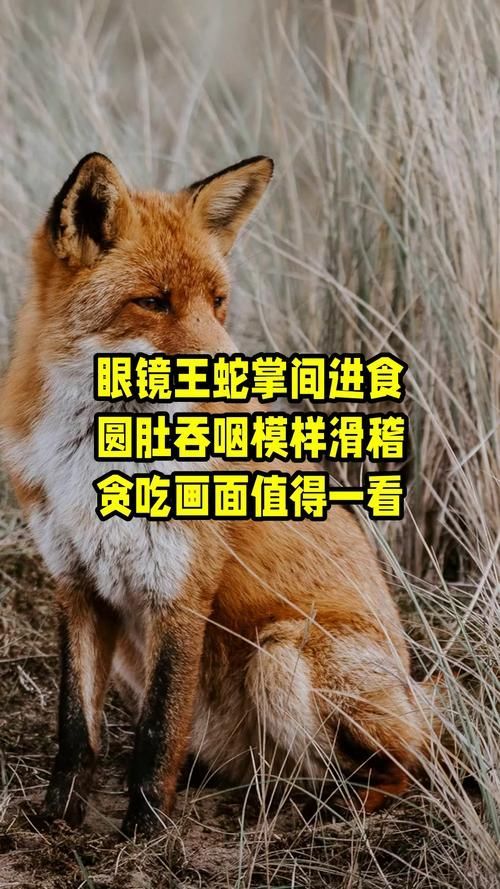 能否提供蛇王揉肚子的圖片或視頻