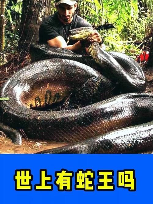 能否提供蛇王揉肚子的圖片或視頻