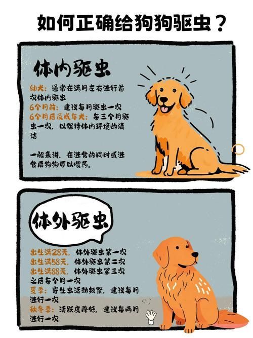 預防性驅蟲的具體步驟是什么，伊麗莎白圈預防性驅蟲是確保寵物健康的重要措施并有多重要
