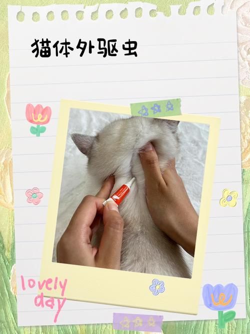 預防性驅蟲的具體步驟是什么，伊麗莎白圈預防性驅蟲是確保寵物健康的重要措施并有多重要