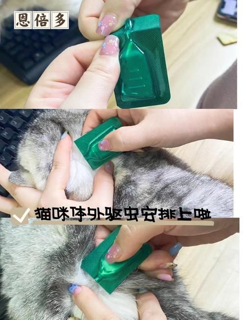 預防性驅蟲的具體步驟是什么，伊麗莎白圈預防性驅蟲是確保寵物健康的重要措施并有多重要