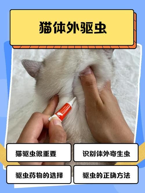 預防性驅蟲的具體步驟是什么，伊麗莎白圈預防性驅蟲是確保寵物健康的重要措施并有多重要